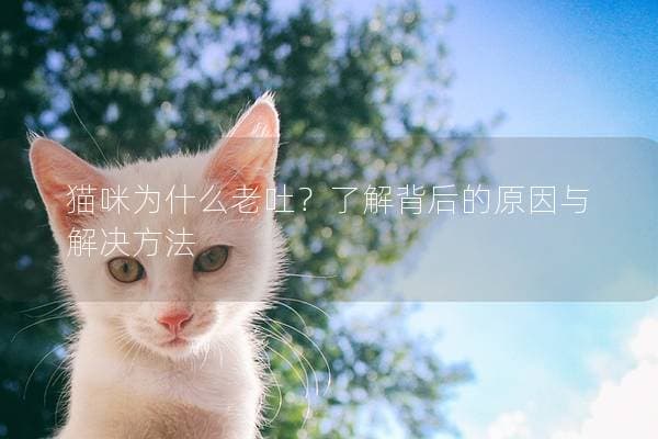猫咪为什么老吐？了解背后的原因与解决方法