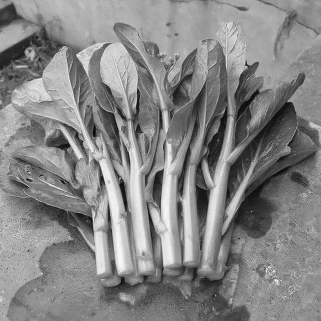 四九菜心的种植方法和时间