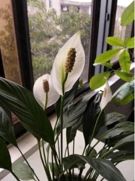 白鹤芋叶片发黄的原因及肥料选择指南
