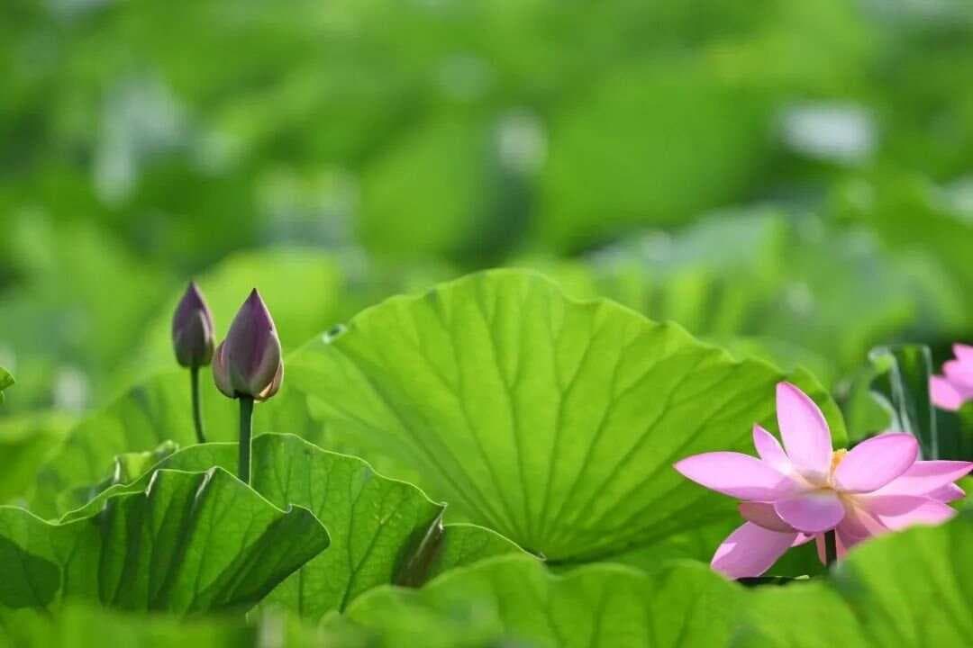 最著名的十首五言古诗，每一首都经典，您会背几首？