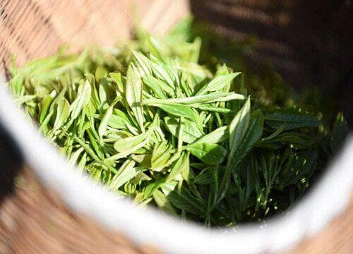 霍山黄芽属于什么茶类？冲泡方法与功效作用全解析