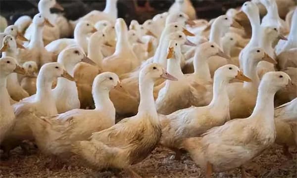 高致病性禽流感的诊断方法 预防措施与控制措施