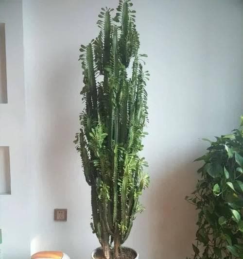 龙骨怎么浇水？四季不同，看这里就够了！（掌握龙骨浇水技巧，养出健康的植株）