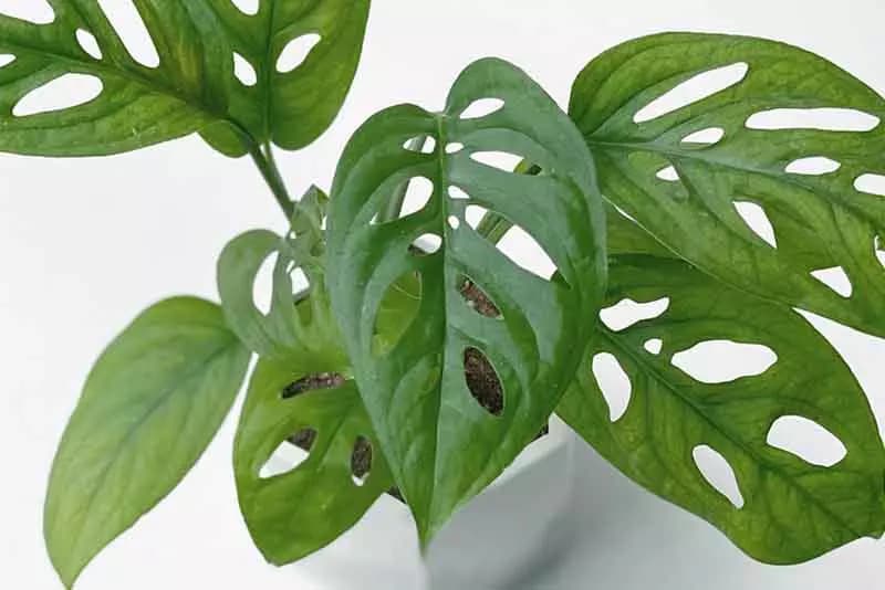 3 分鐘認識龜背芋照顧 、種植方法，綠手指必讀完整介紹！