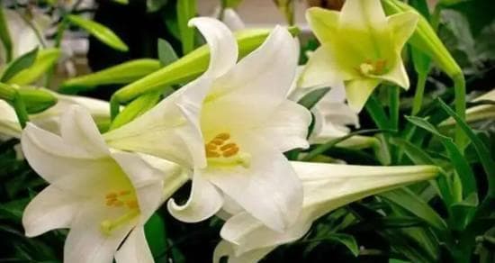 百合花香的特点及安全问题（开花的香味是否有毒）