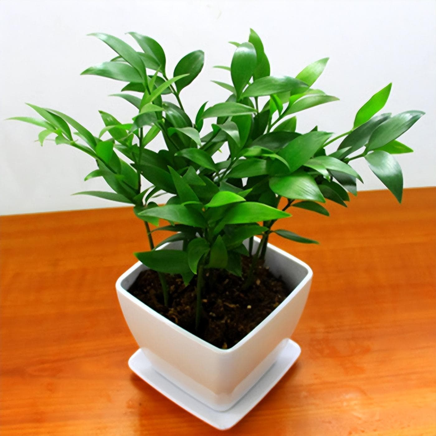 竹柏浇水指南：科学养护让植物茁壮成长