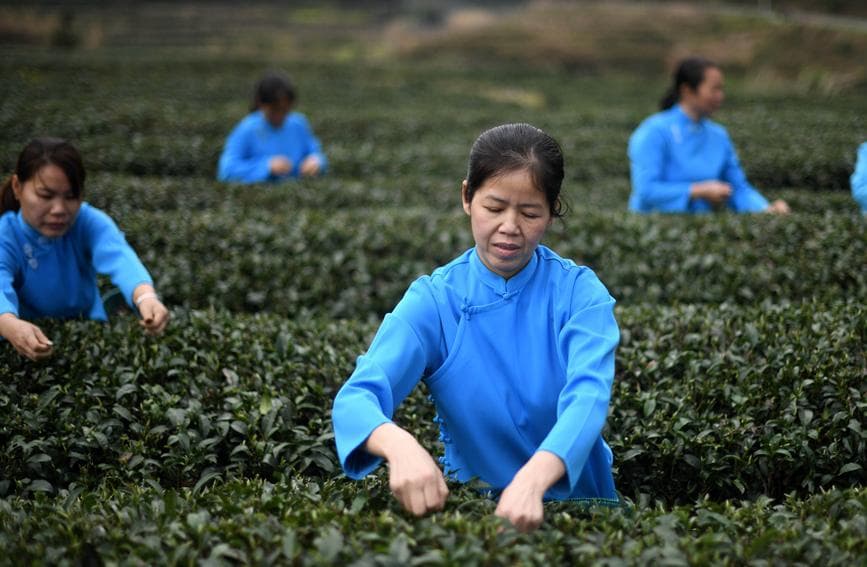 好山好水出好茶：广西茶产业助力乡村振兴