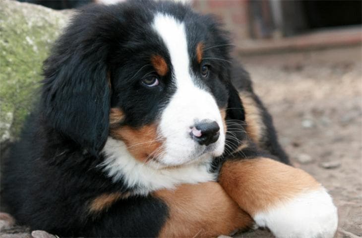 伯恩山犬一生只认一个主人吗？这些表现说明狗狗已经认主