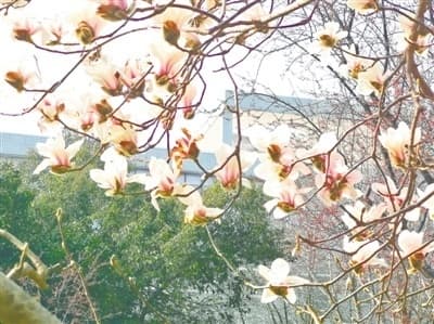 郑州多个公园陆续有花展