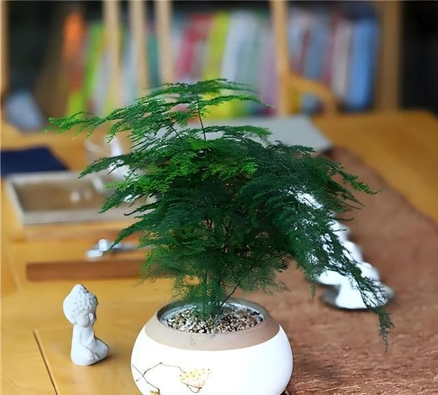 文竹发黄怎么办？文竹的浇水技巧和养护环境全攻略