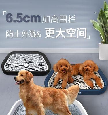 狗狗为什么会在主人身上撒尿？如何预防和解决这个问题？