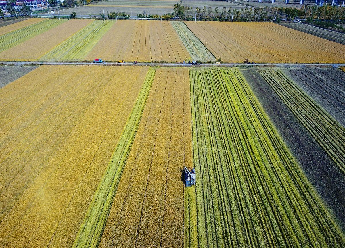 农业未来：科技如何改变我们餐桌上的食物？