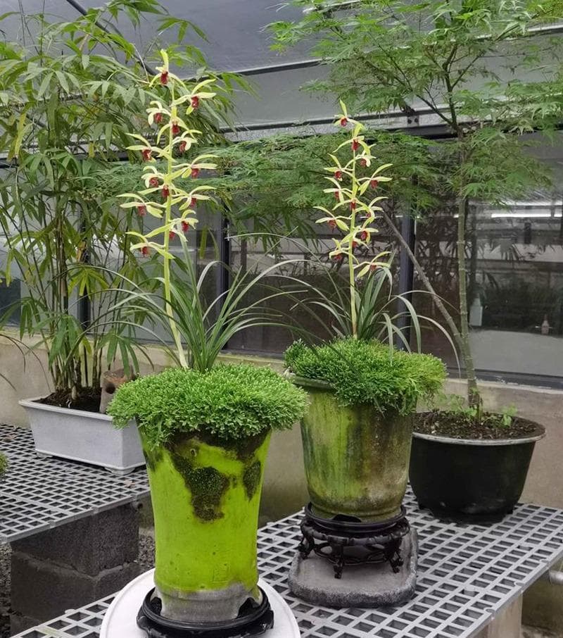 兰花浇水：可以直接从上面浇吗？