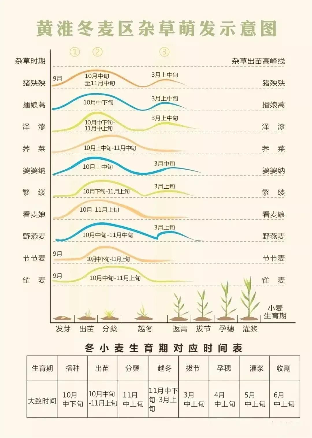 小麦田主要杂草图谱、分布及防治方法
