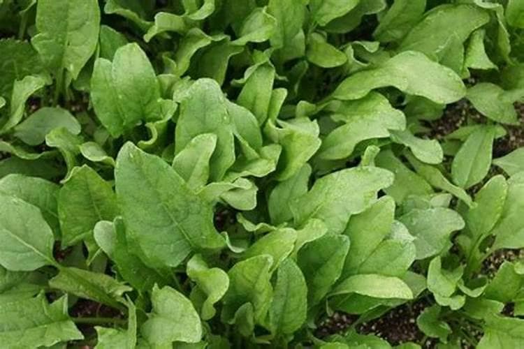 秋季菠菜种植技术要点：掌握季节节奏，收获绿色健康