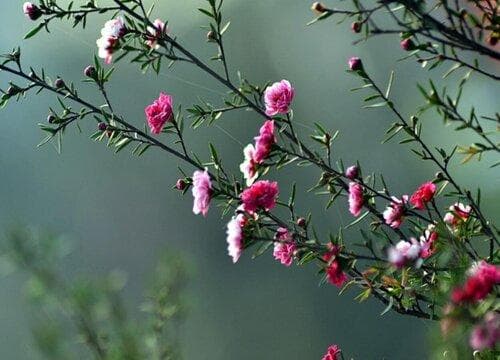 松红梅花期是什么时候