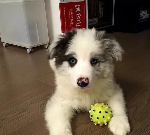 如何养好一只边境牧羊犬——打造理想的生活环境