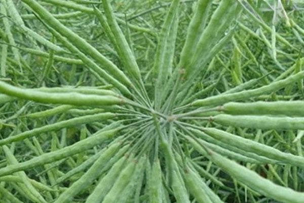 油菜品种排名前十名