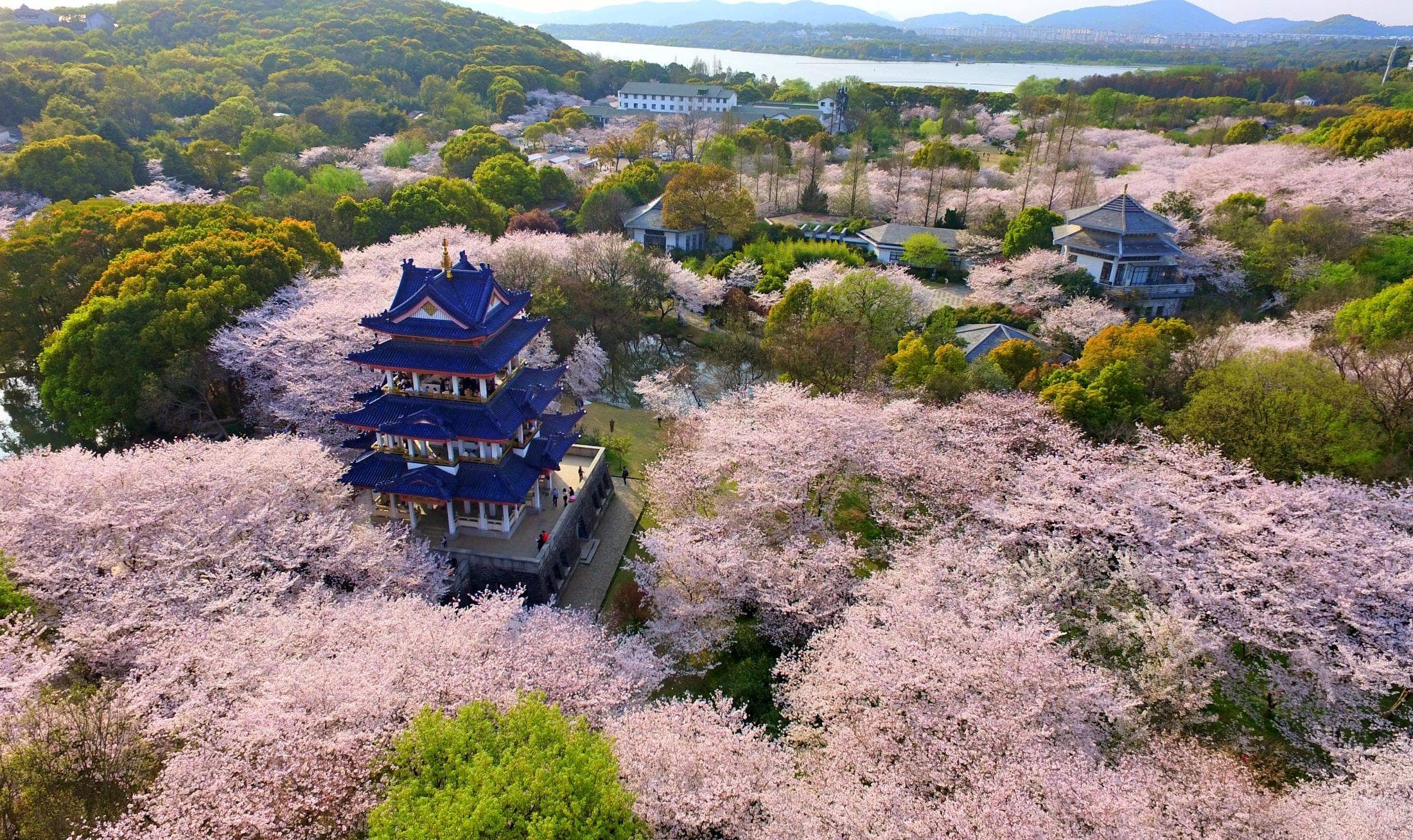 走在“春天里”！沿着太湖去寻芳