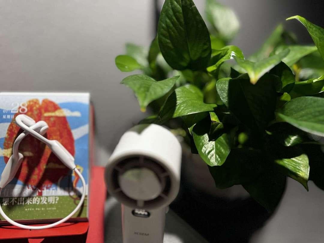 哪些绿植或水培植物最适合夏季养护，能有效提升室内湿度和空气质量？