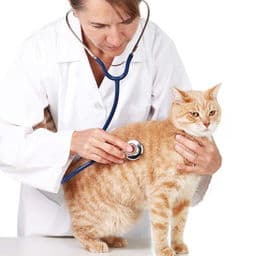 猫咪打疫苗反应及护理指南