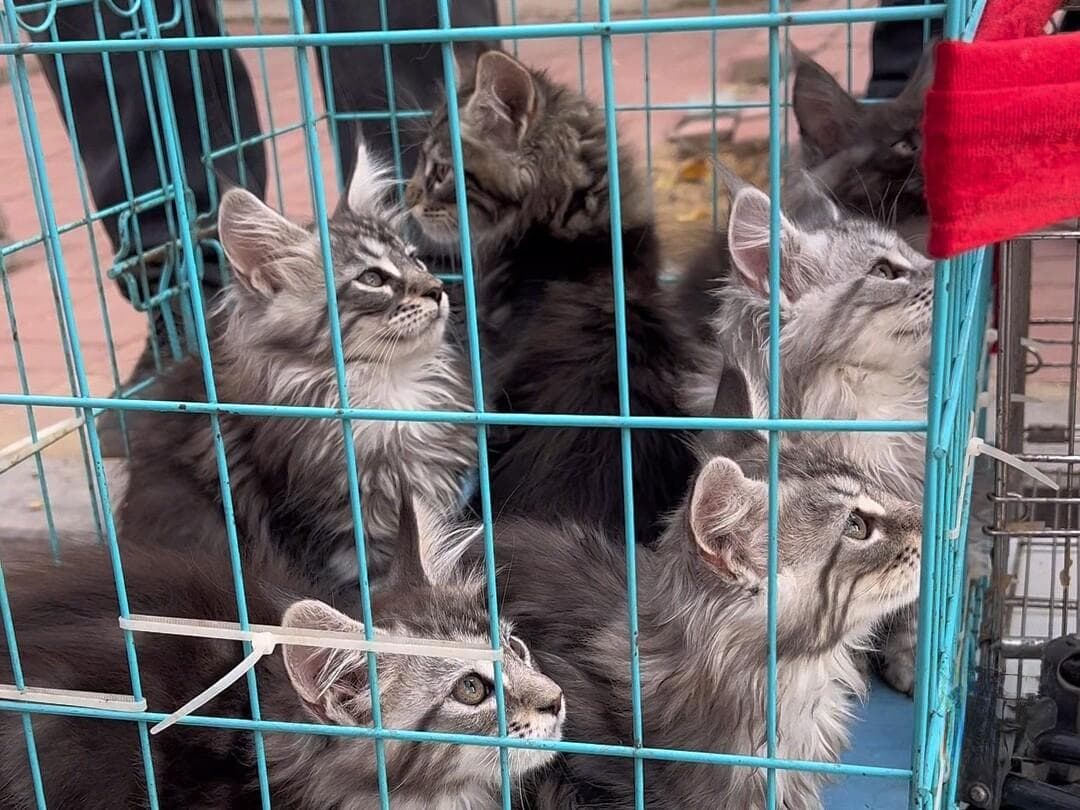 新手养猫指南：如何选择合适的购买渠道