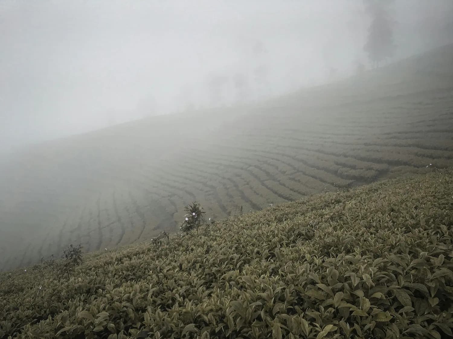 黄山云雾茶：高山茶叶的秘密