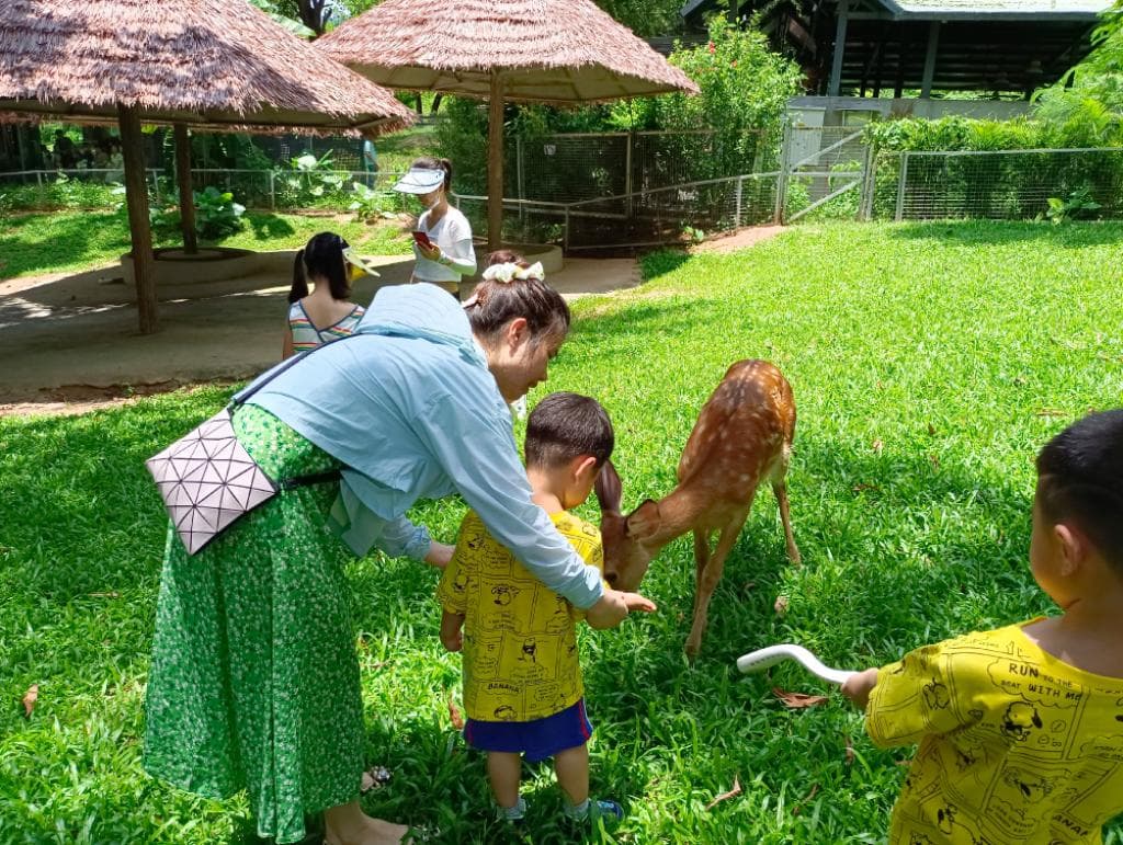 大湾区5个野生动物园推荐，适合亲子近距离接触和喂食动物