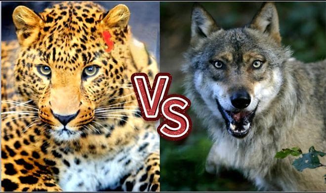 猫科vs犬科！两边都有顶级狩猎者，科学论证究竟哪边更胜一筹