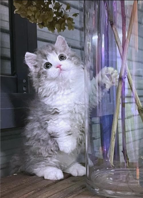 卷毛猫的品种与饲养指南：五种独特卷毛猫的详细介绍
