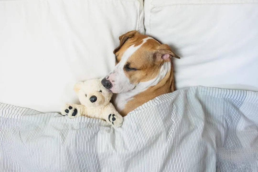 犬白内障：症状、原因、诊断与治疗全解析