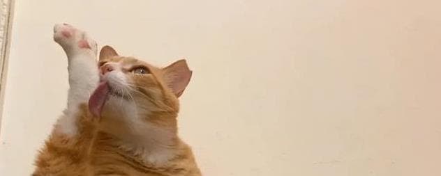 猫咪突然变安静？可能是抑郁在作怪！这些隐藏信号别忽视！