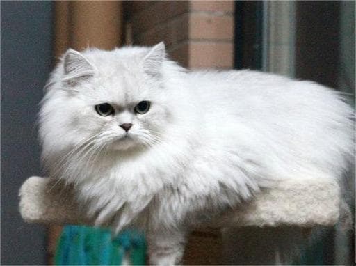 长毛猫毛发打结严重怎么办？铲屎官必知攻略