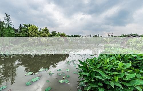 锦鲤可以吃吗？全面解析与探讨