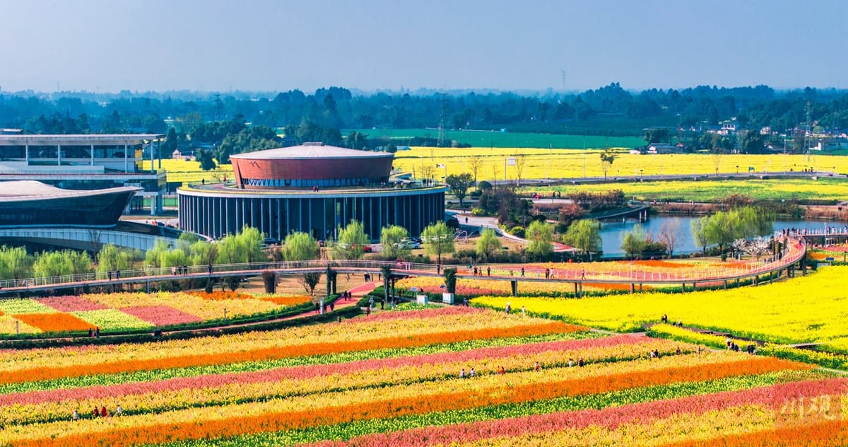 四川各地油菜花盛开，金色花海与人文活动交织成春日美景