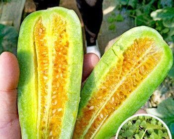 香瓜种植指南：从种子处理到收获，一步步教你如何成功种植香瓜