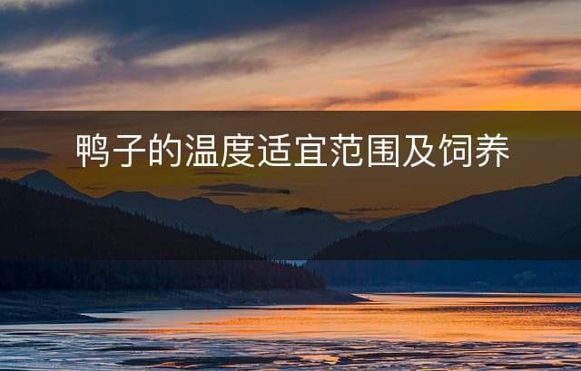 鸭子的温度适宜范围及饲养建议