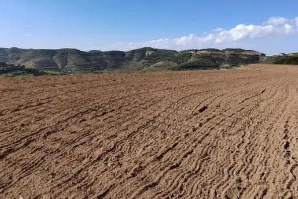 豌豆种植技术全攻略：从选地整地到采收要点详解