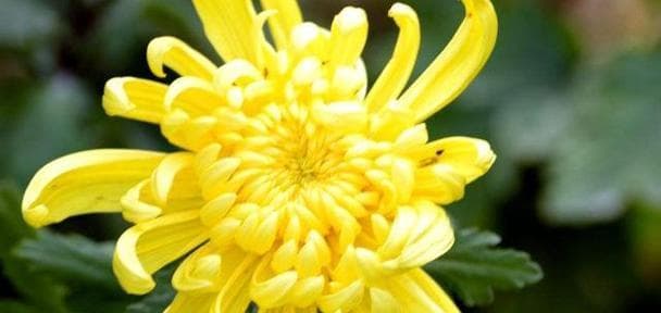 菊花在中国的寓意和象征意义