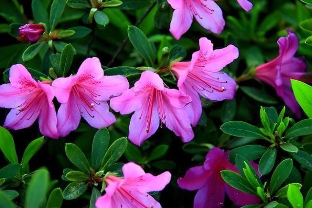 杜鹃花是映山红花吗？杜鹃花和映山红有什么区别？
