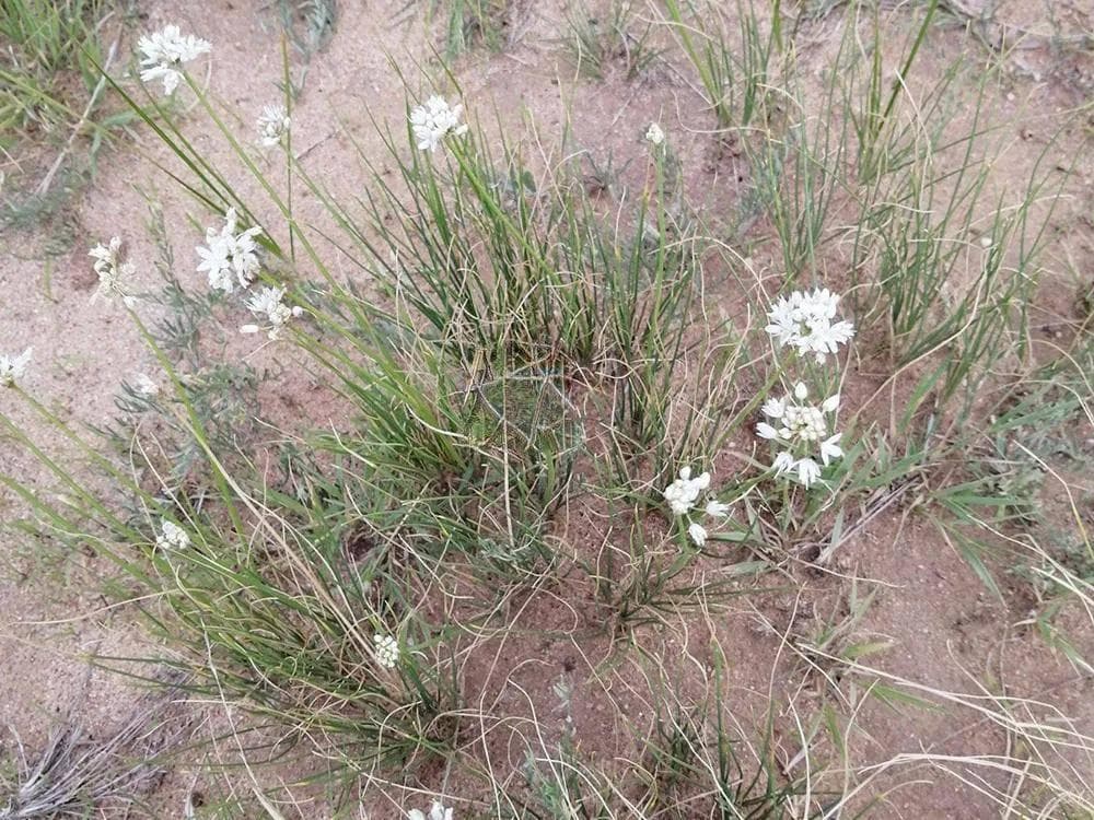 这种野“韭菜花”，秋季别忘去采摘，用它炝锅炒菜是一绝，目前阴干200元/斤