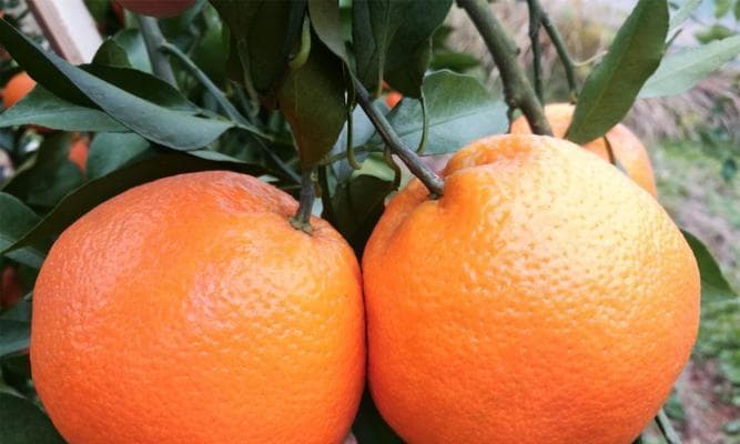 春见柑橘什么时候成熟？春见柑橘的成熟时间和季节是什么？
