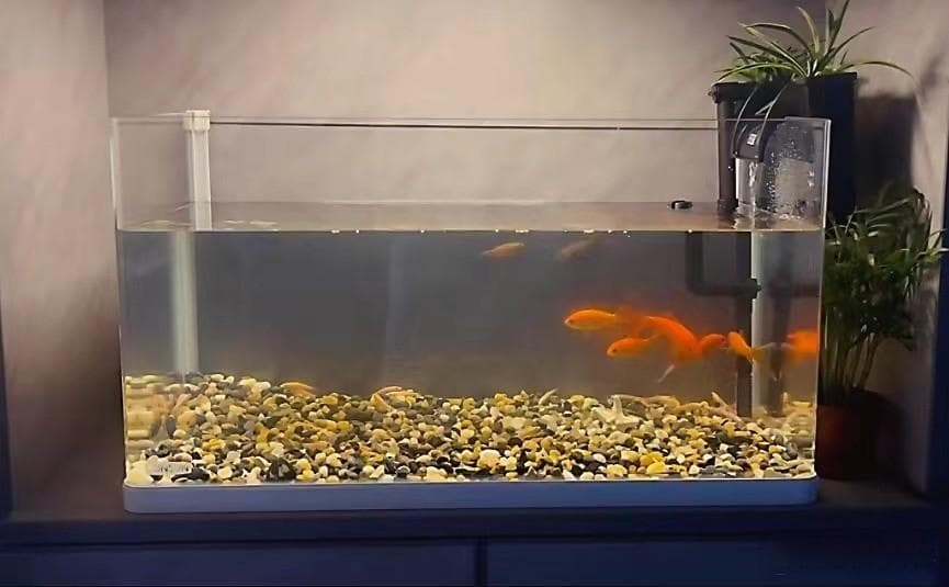 打造水族生态缸，疯狂水草 溪流砂
