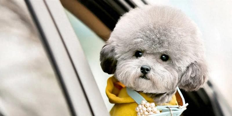 比熊犬（探寻比熊犬和泰迪的渊源，揭秘它们的共同之处）