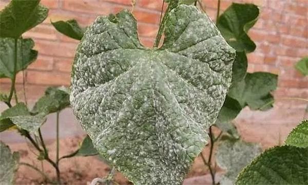 黄瓜白粉病是什么原因引起的，如何防治？