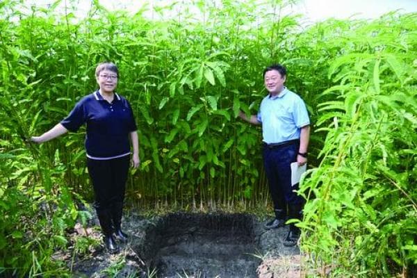 中国科学家在松嫩平原盐碱地成功种植耐盐碱高产饲草田菁