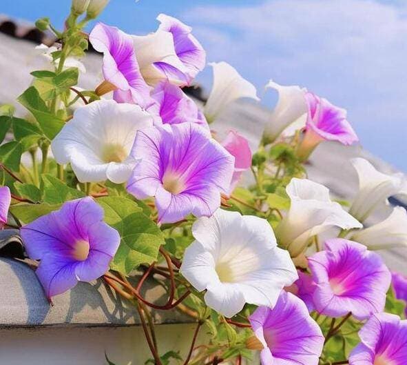 花吸收二氧化碳的过程及其重要性