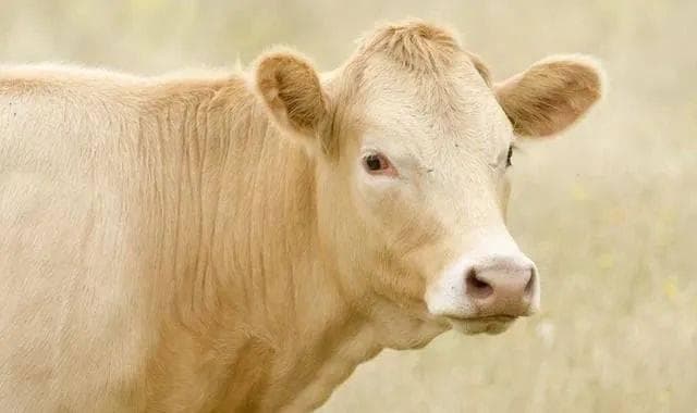 科学育肥肉牛：从草料结构到健康管理的全面指南