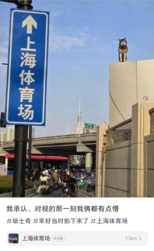 上海“新地标”居然是一只哈士奇
