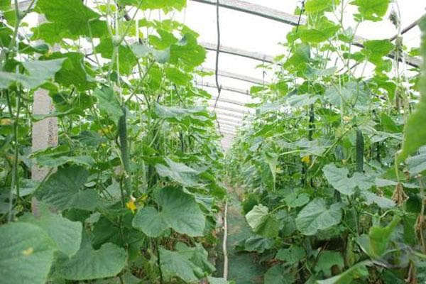 2025年蔬菜种植时间表一览